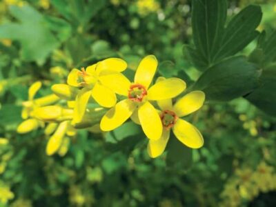 Family Heirloom: Golden Currant, Weeping Fig, ‘Cherokee’ Purple Tomato, and More